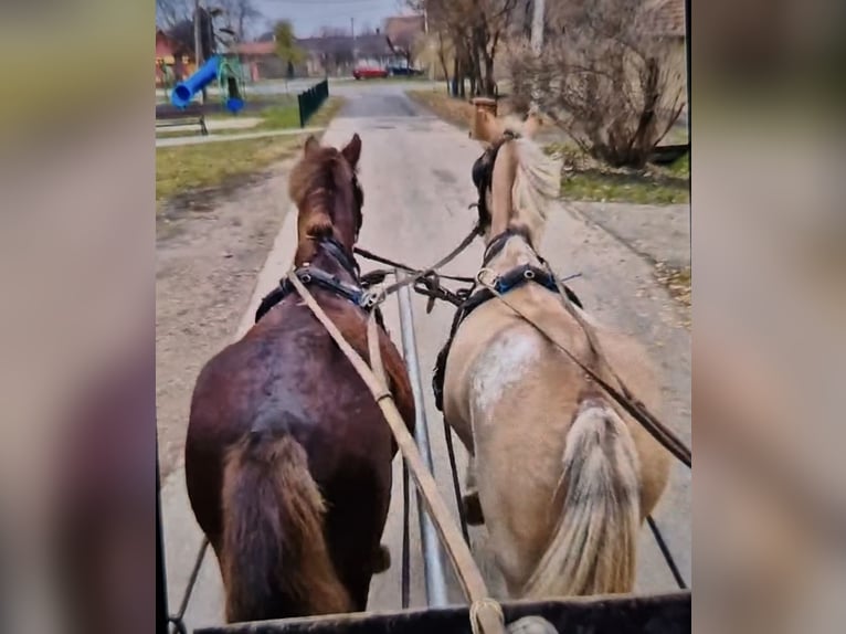 Andere Rassen Ruin 9 Jaar 152 cm Gevlekt-paard in Breda