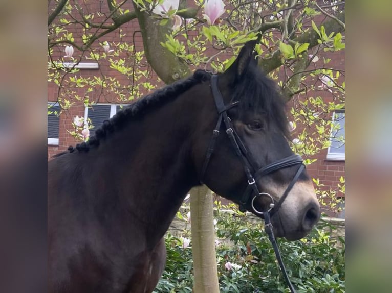 Andere Rassen Ruin 9 Jaar 155 cm Bruin in Hopsten