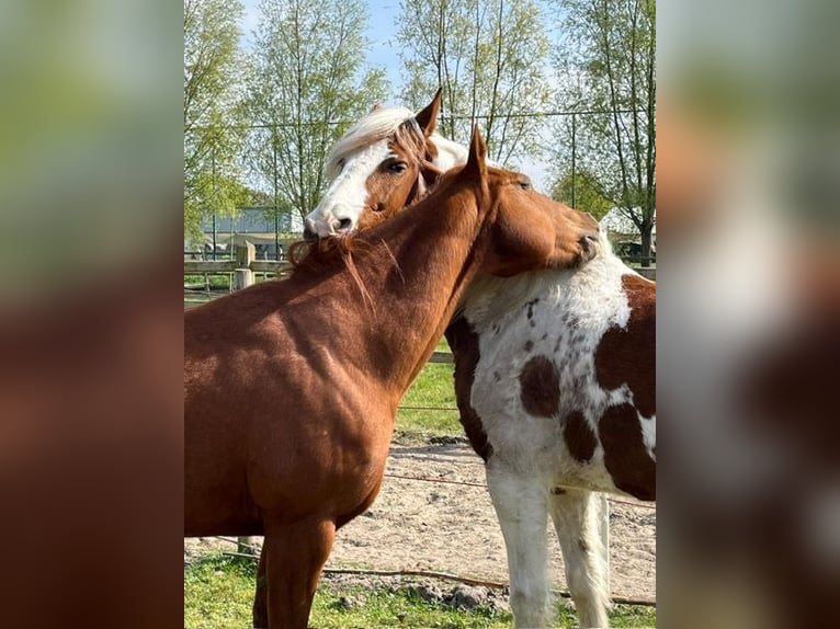 Andere Rassen Mix Ruin 9 Jaar 155 cm Gevlekt-paard in Temse
