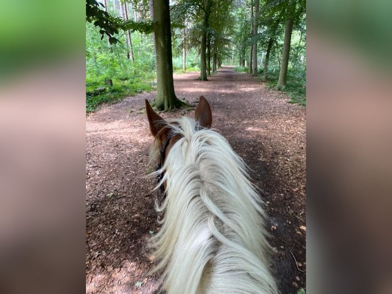 Andere Rassen Mix Ruin 9 Jaar 155 cm Gevlekt-paard in Temse