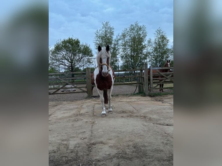 Andere Rassen Mix Ruin 9 Jaar 155 cm Gevlekt-paard in Temse