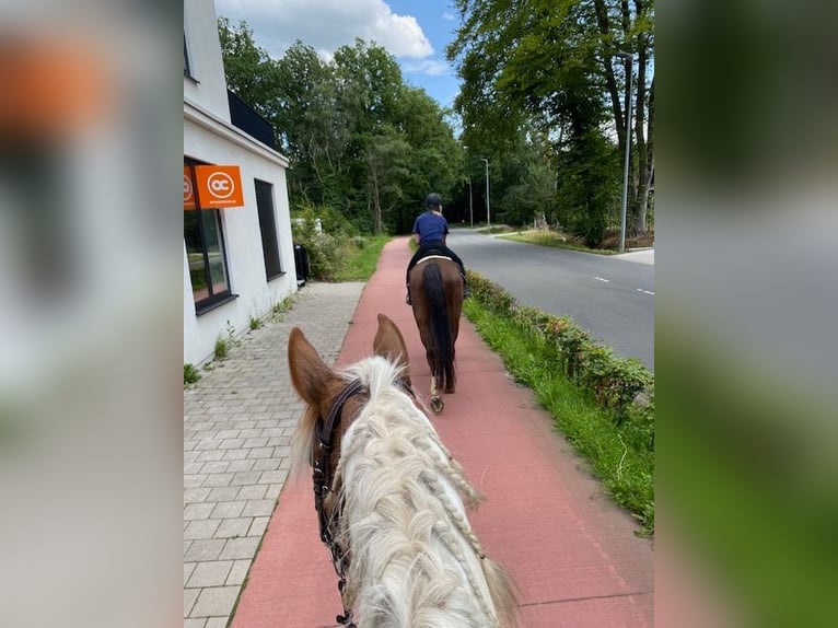 Andere Rassen Mix Ruin 9 Jaar 155 cm Gevlekt-paard in Temse