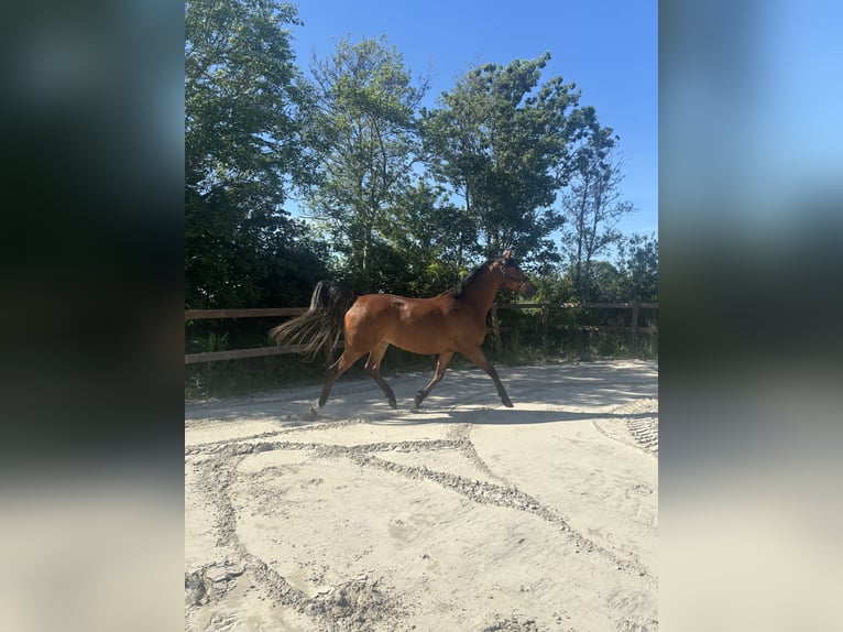 Andere Rassen Mix Ruin 9 Jaar 156 cm Bruin in Parrega