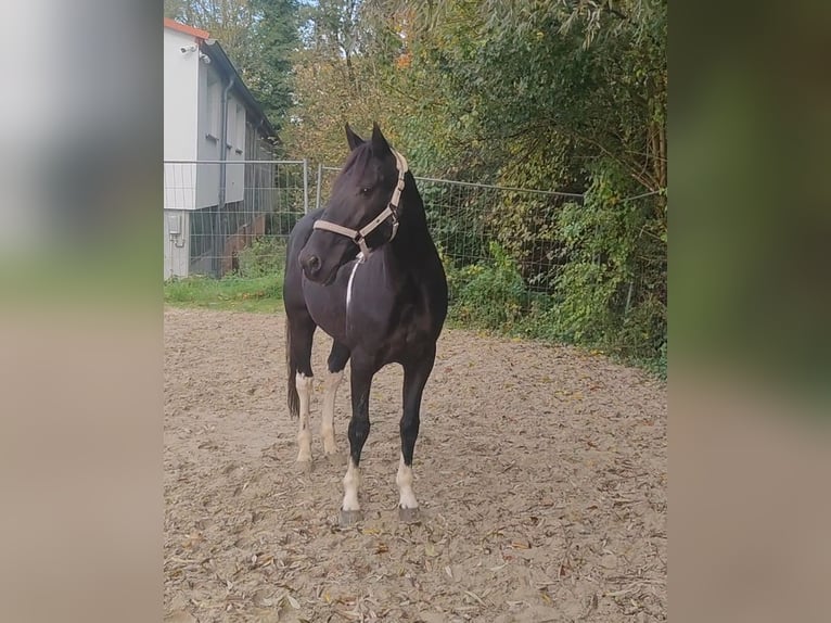 Andere Rassen Mix Ruin 9 Jaar 157 cm Gevlekt-paard in Lage