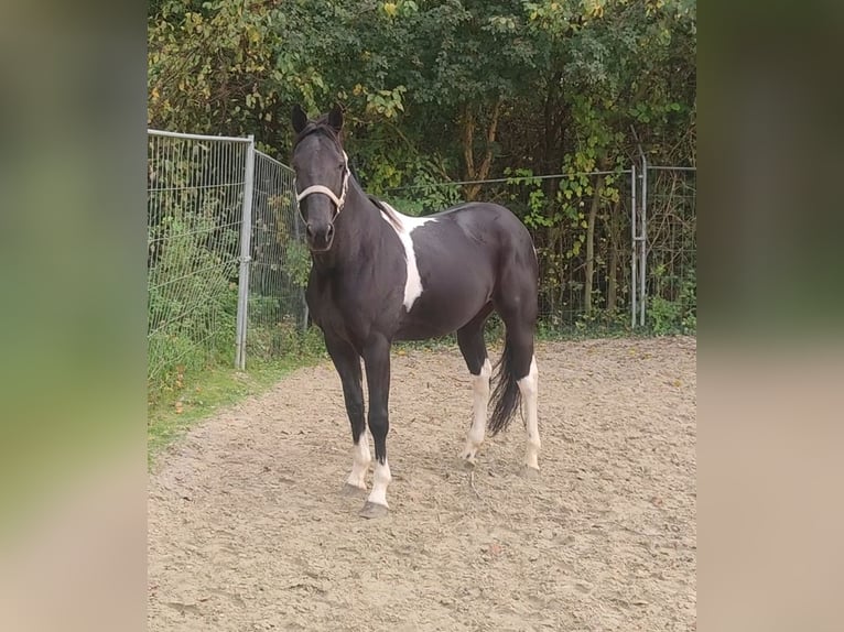 Andere Rassen Mix Ruin 9 Jaar 157 cm Gevlekt-paard in Lage