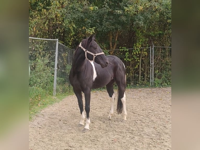 Andere Rassen Mix Ruin 9 Jaar 157 cm Gevlekt-paard in Lage