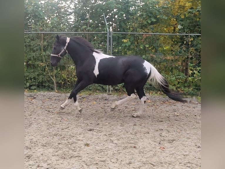 Andere Rassen Mix Ruin 9 Jaar 157 cm Gevlekt-paard in Lage