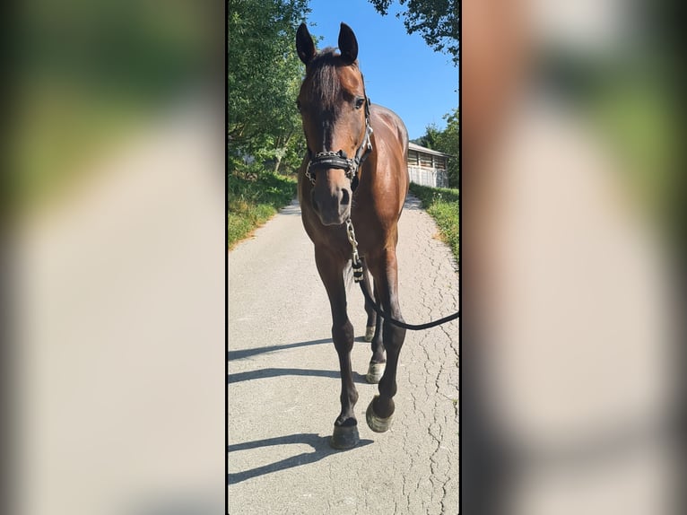 Andere Rassen Ruin 9 Jaar 160 cm Donkerbruin in Podplat