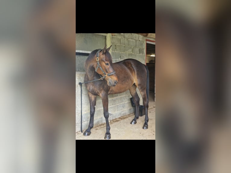 Andere Rassen Ruin 9 Jaar 160 cm Donkerbruin in Podplat