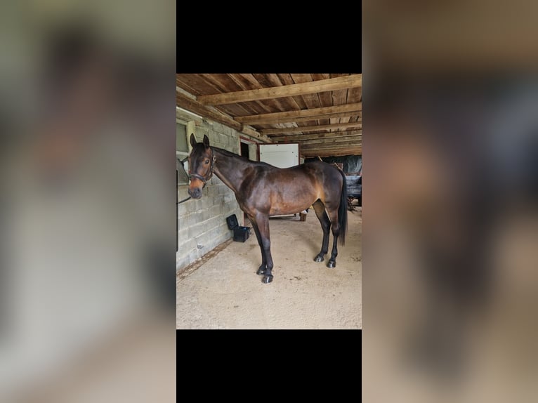 Andere Rassen Ruin 9 Jaar 160 cm Donkerbruin in Podplat