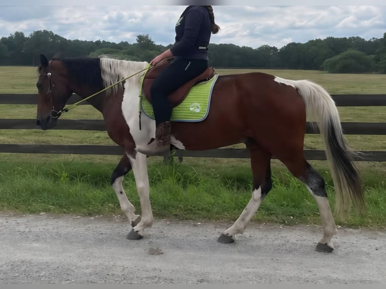 Andere Rassen Ruin 9 Jaar 160 cm Gevlekt-paard in Lathen
