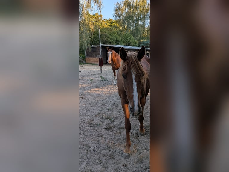 Andere Rassen Ruin 9 Jaar 160 cm Vos in Zossen