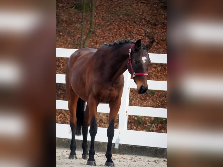 Andere Rassen Ruin 9 Jaar 162 cm Bruin in Nettersheim
