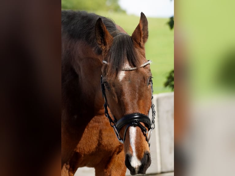 Andere Rassen Ruin 9 Jaar 167 cm Bruin in Nettersheim