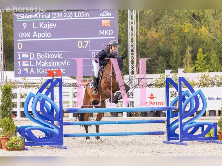 Andere Rassen Ruin 9 Jaar 168 cm Roodbruin in Skopje
