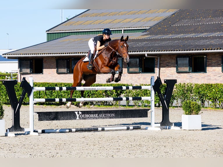 Andere Rassen Ruin 9 Jaar 169 cm Roodbruin in Waddinxveen