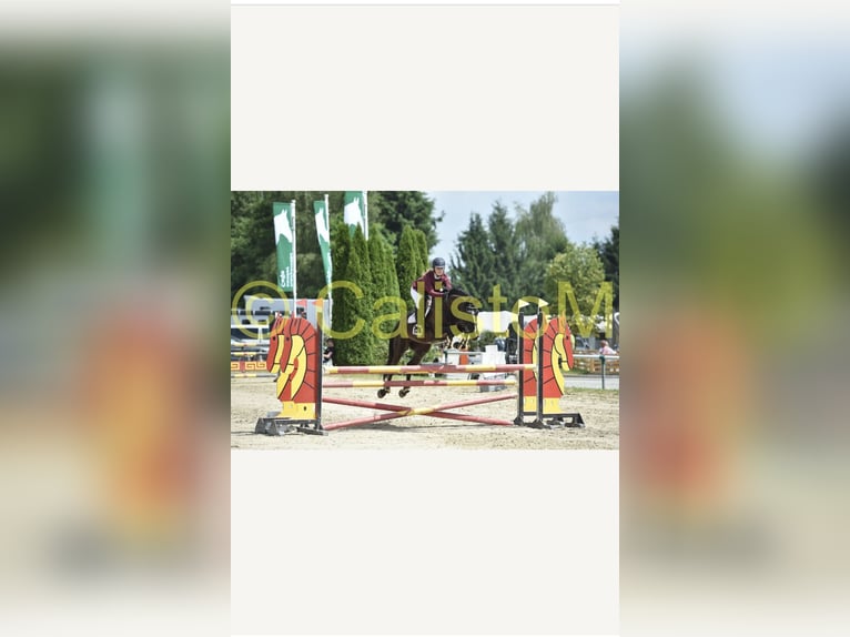 Andere Rassen Ruin 9 Jaar Zwart in Nazarje