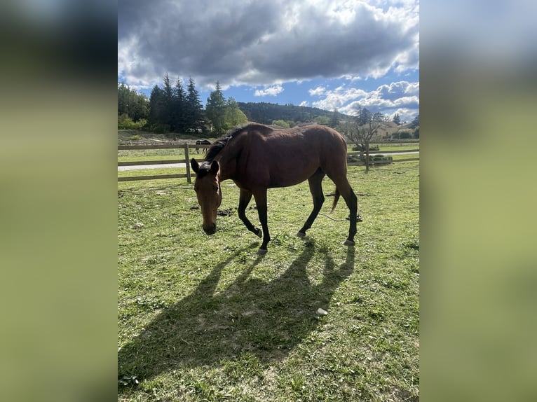 Andra fullblod Hingst 9 år in CéresteCereste