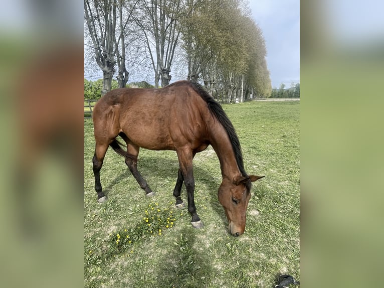 Andra fullblod Hingst 9 år in CéresteCereste