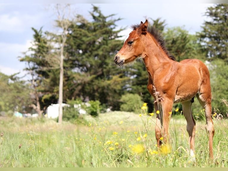 Andra fullblod Hingst Föl (05/2024) 153 cm Brun in GOVEN