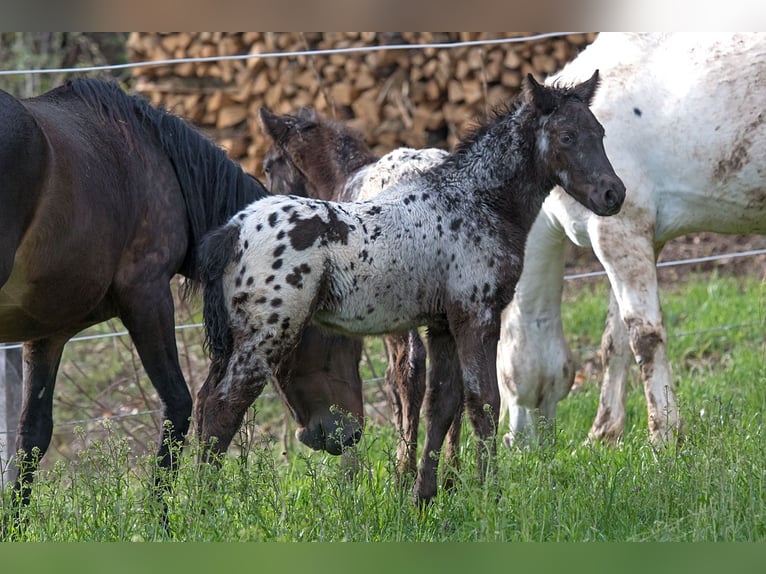 Andra fullblod Hingst Föl (02/2024) 155 cm Leopard-Piebald in Stüsslingen