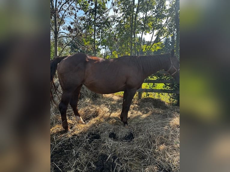 Andra fullblod Hingst Föl (04/2024) Brun in Wybrzeże