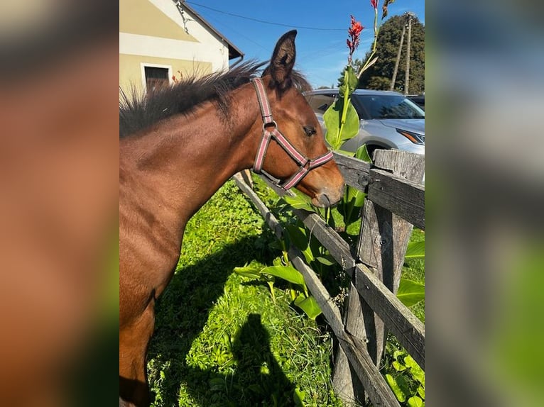 Andra fullblod Hingst Föl (04/2024) Brun in Wybrzeże