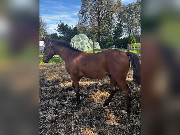 Andra fullblod Hingst Föl (04/2024) Brun in Wybrzeże