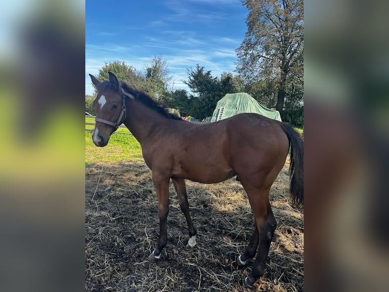 Andra fullblod Hingst Föl (04/2024) Brun in Wybrzeże