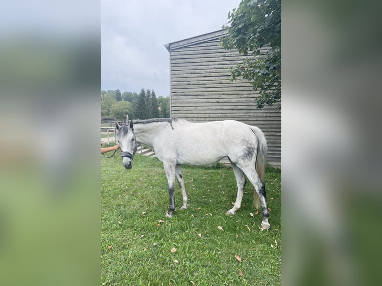 Andra fullblod Sto 10 år 168 cm Gråskimmel in Pirna