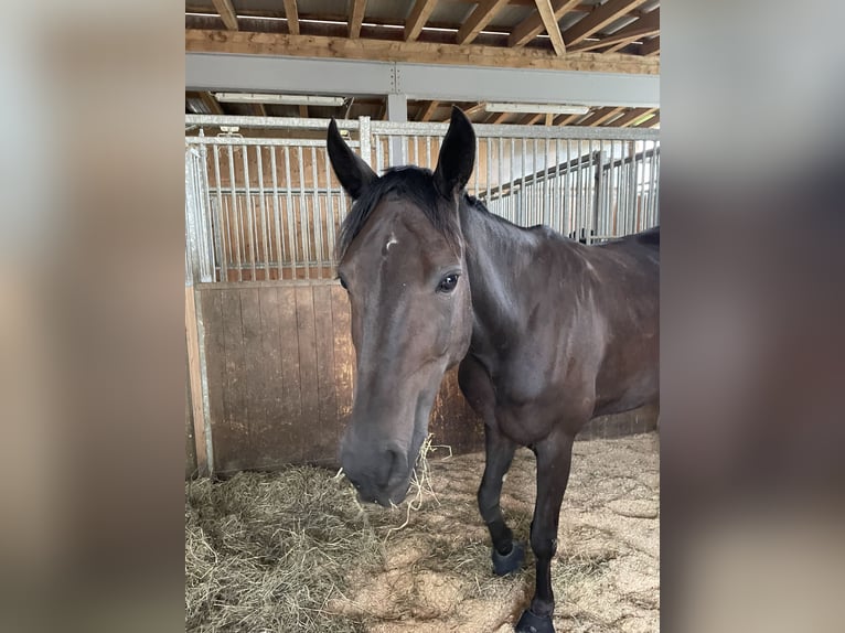 Andra fullblod Sto 11 år 155 cm Mörkbrun in Wolfhalden