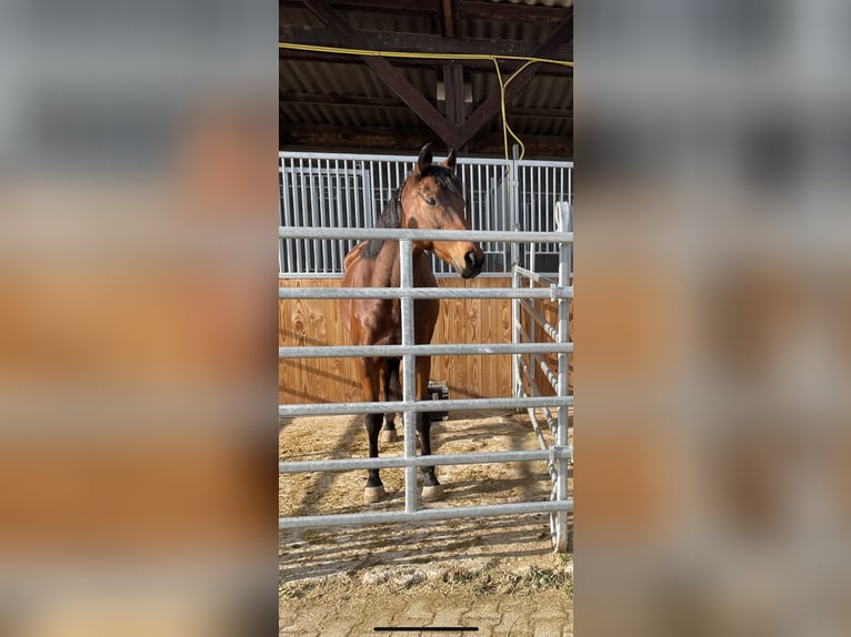 Andra fullblod Sto 11 år 160 cm Brun in Pforzheim