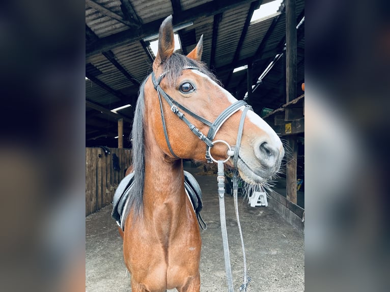 Andra fullblod Sto 13 år 153 cm Brun in Ihlow