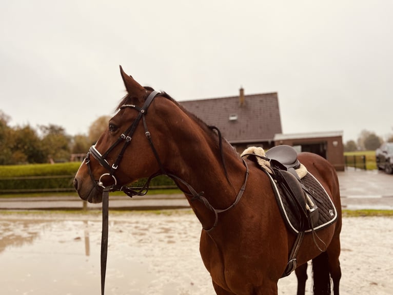 Andra fullblod Sto 13 år 153 cm Brun in Ihlow