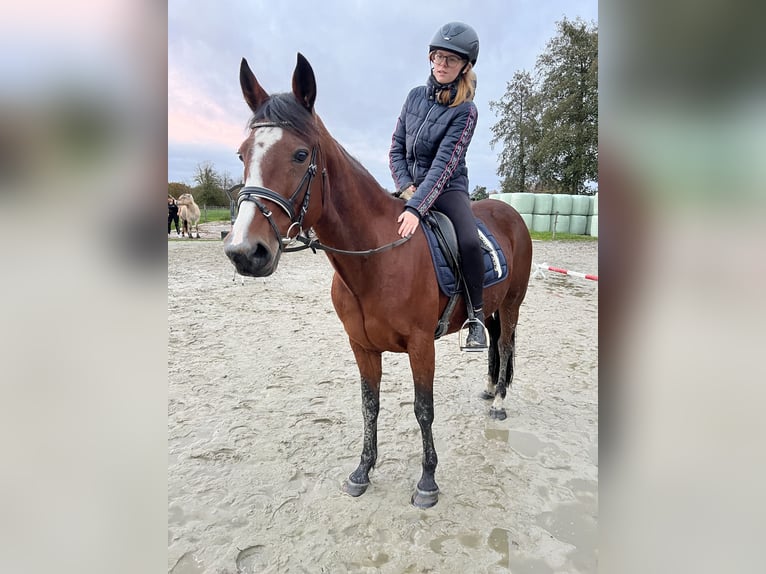 Andra fullblod Sto 13 år 153 cm Brun in Ihlow