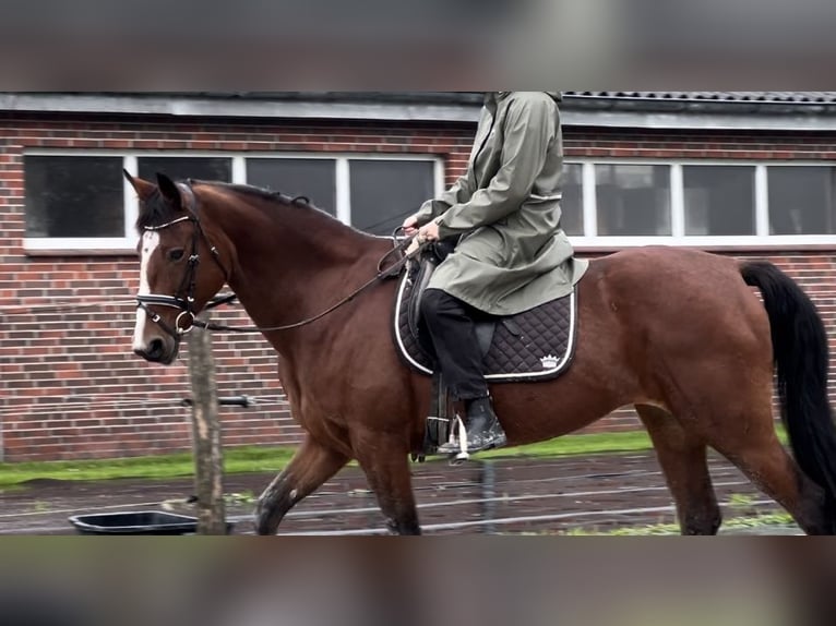 Andra fullblod Sto 13 år 153 cm Brun in Ihlow