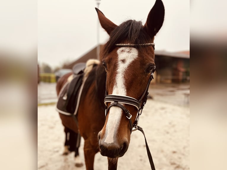 Andra fullblod Sto 13 år 153 cm Brun in Ihlow