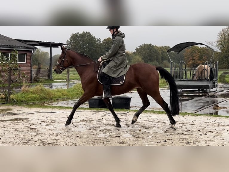 Andra fullblod Sto 13 år 153 cm Brun in Ihlow