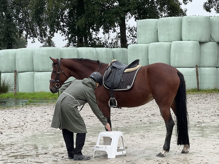 Andra fullblod Sto 13 år 153 cm Brun in Ihlow