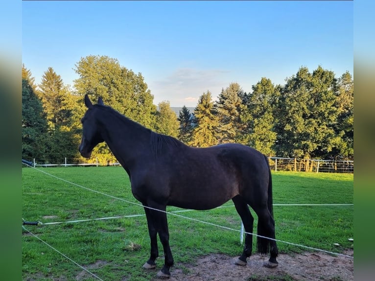 Andra fullblod Sto 13 år 156 cm in Flörsbachtal