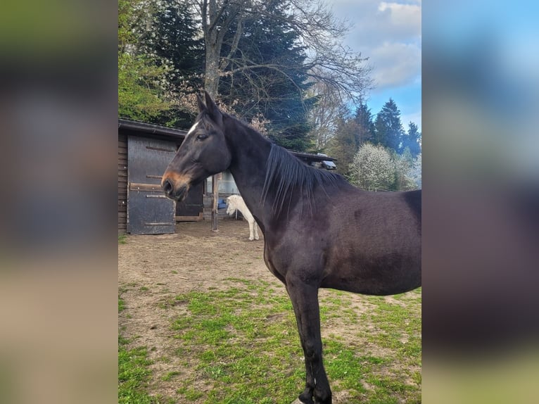 Andra fullblod Sto 13 år 156 cm in Flörsbachtal