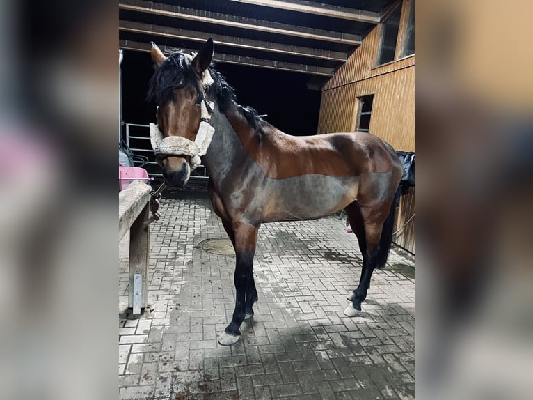 Andra fullblod Sto 13 år 165 cm Brun in Lilienthal