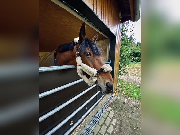 Andra fullblod Sto 13 år 165 cm Brun in Lilienthal