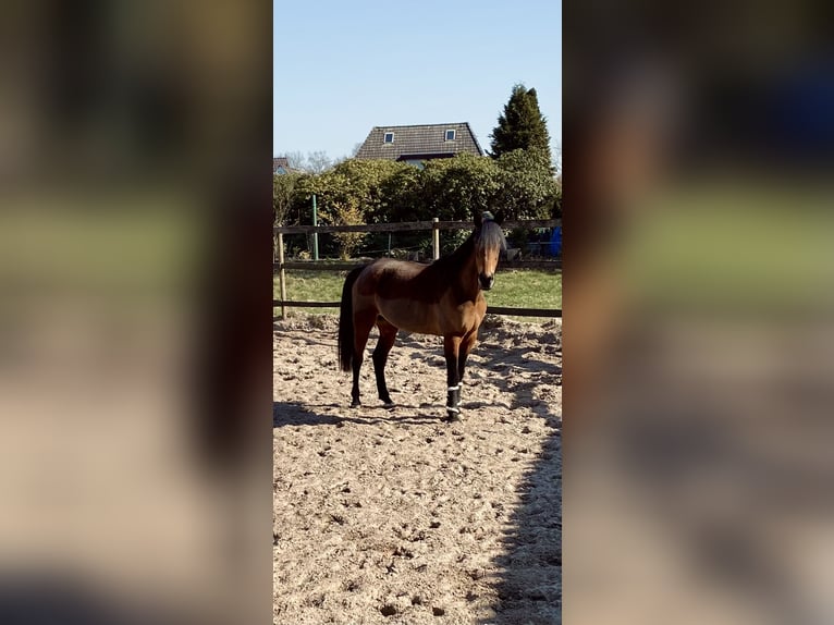 Andra fullblod Sto 13 år 165 cm Brun in Lilienthal