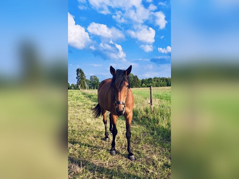 Andra fullblod Sto 13 år 165 cm Brun in Lilienthal