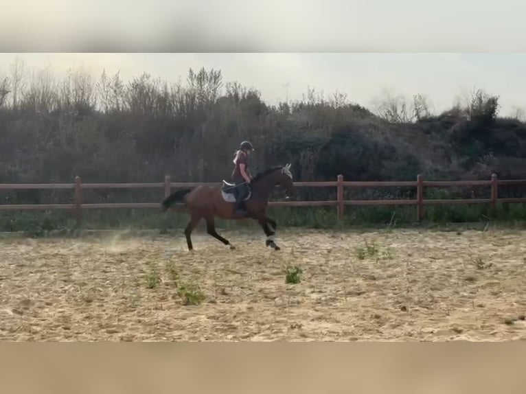 Andra fullblod Sto 16 år 165 cm Brun in Wegeleben