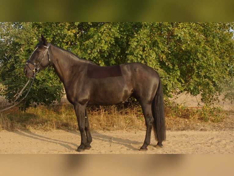 Andra fullblod Blandning Sto 17 år 154 cm Svart in Trebur