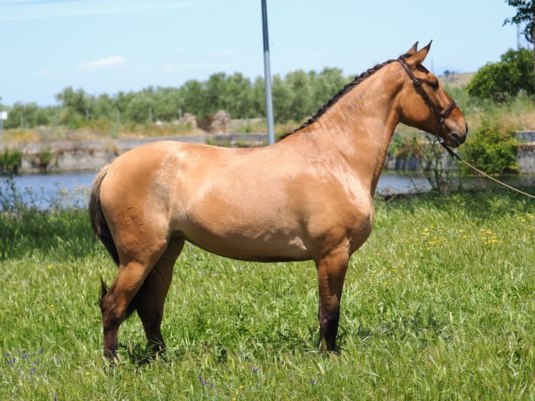 Andra fullblod Sto 4 år 164 cm Gulbrun in NAVAS DEL MADRONO