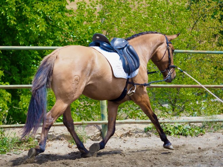 Andra fullblod Sto 4 år 164 cm Gulbrun in NAVAS DEL MADRONO