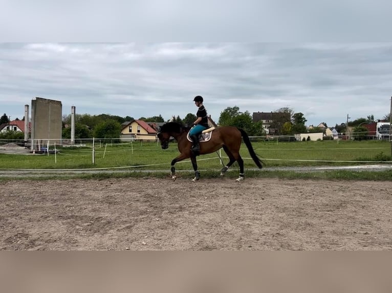 Andra fullblod Sto 5 år 160 cm Brun in Ermlitz